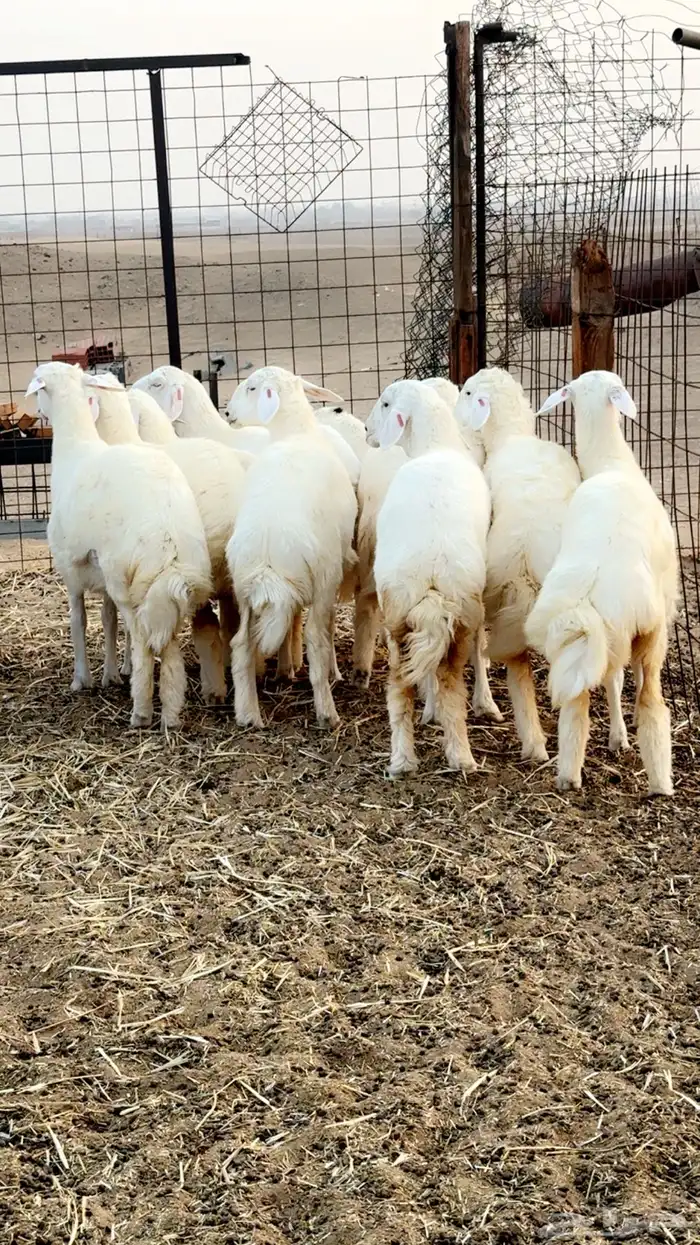 رخال حرية صنف الصنف العرض 2 للاعلان السابق 7