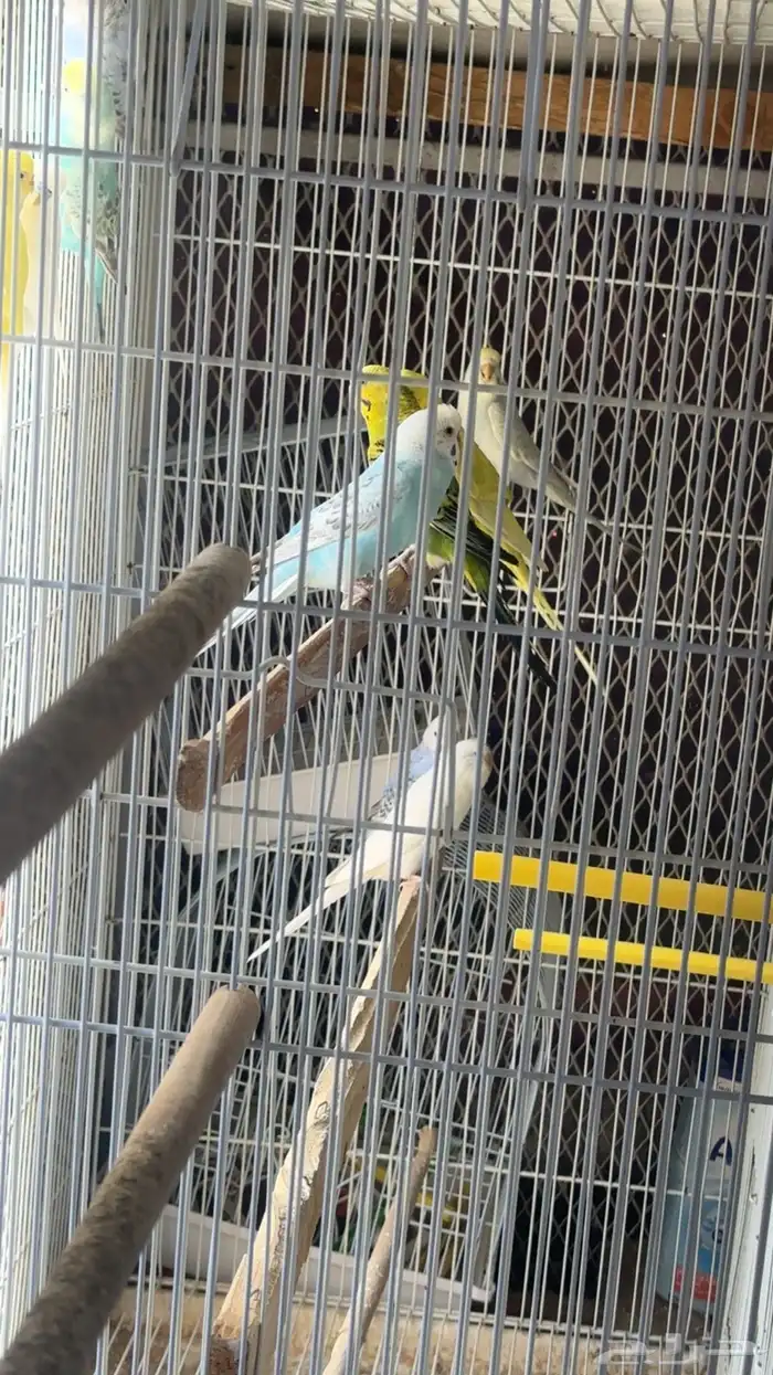 ازواج طيور بادجي للبيع 1