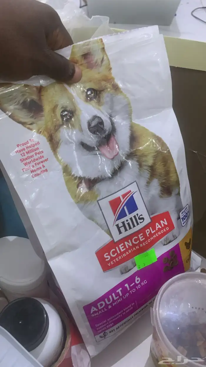 كلب مالتيز 2