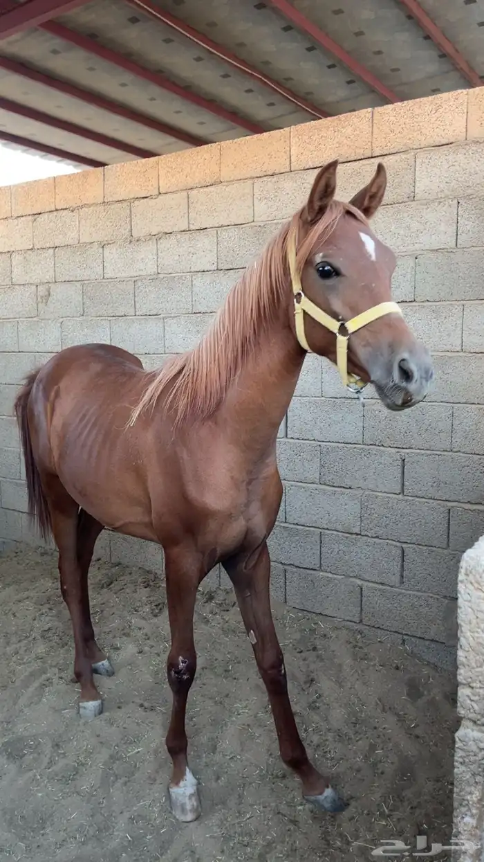 فرس واهو كفو 4