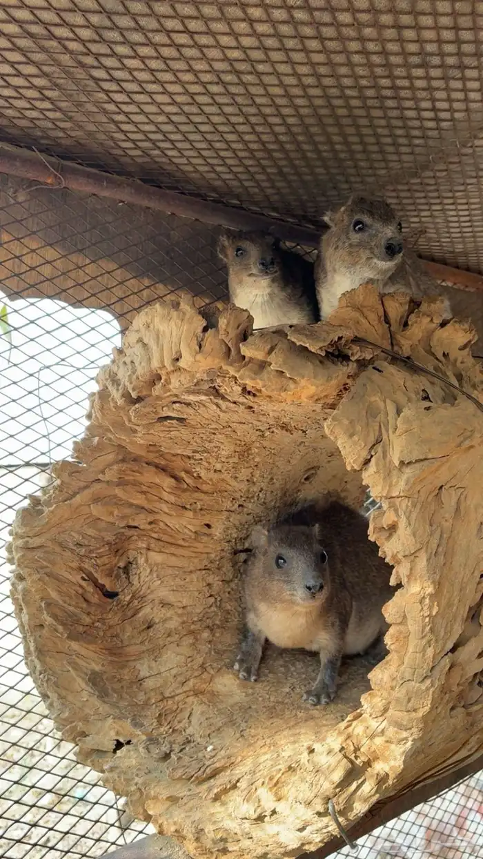 وبران بريه 0