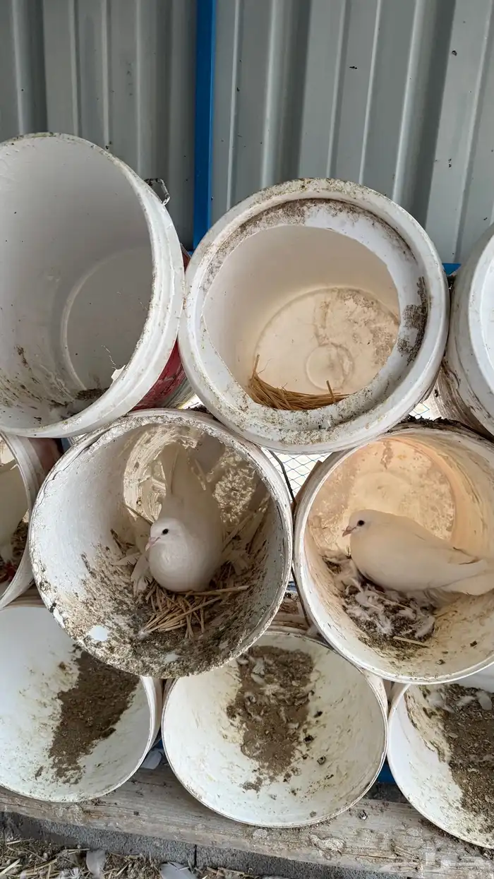 حمام فرنسي فاخررر ومنتج 6