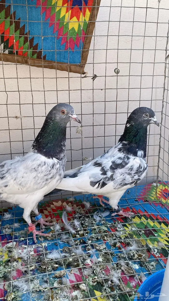 حمام باكستاني(((تمم البيع)) 3