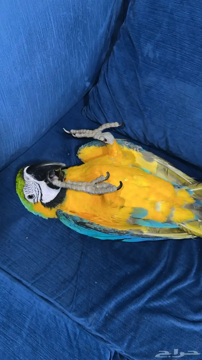 مكاو بلو اليف حمامة لعوب مع الكبير و الصغير 2