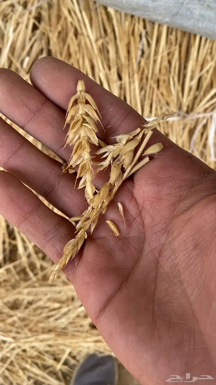 علف ( نجام ) وشعير للحلال 3