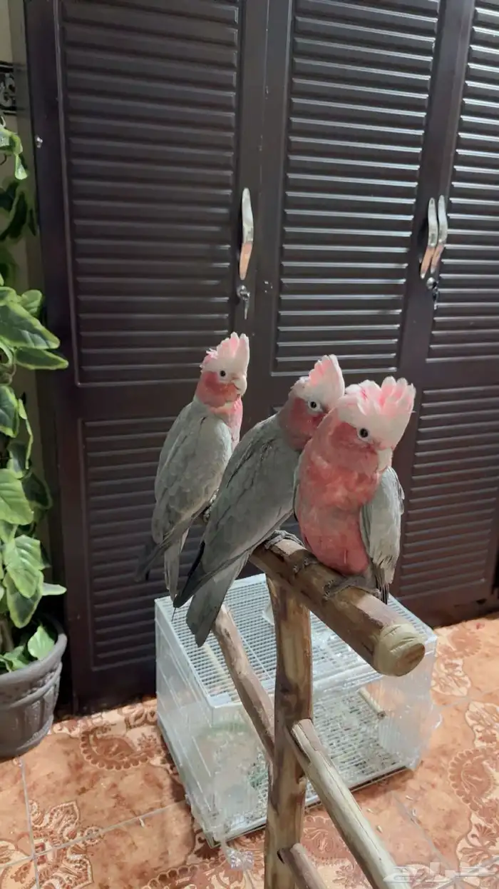 فروخ كوكاتو قالا تم البيع 4