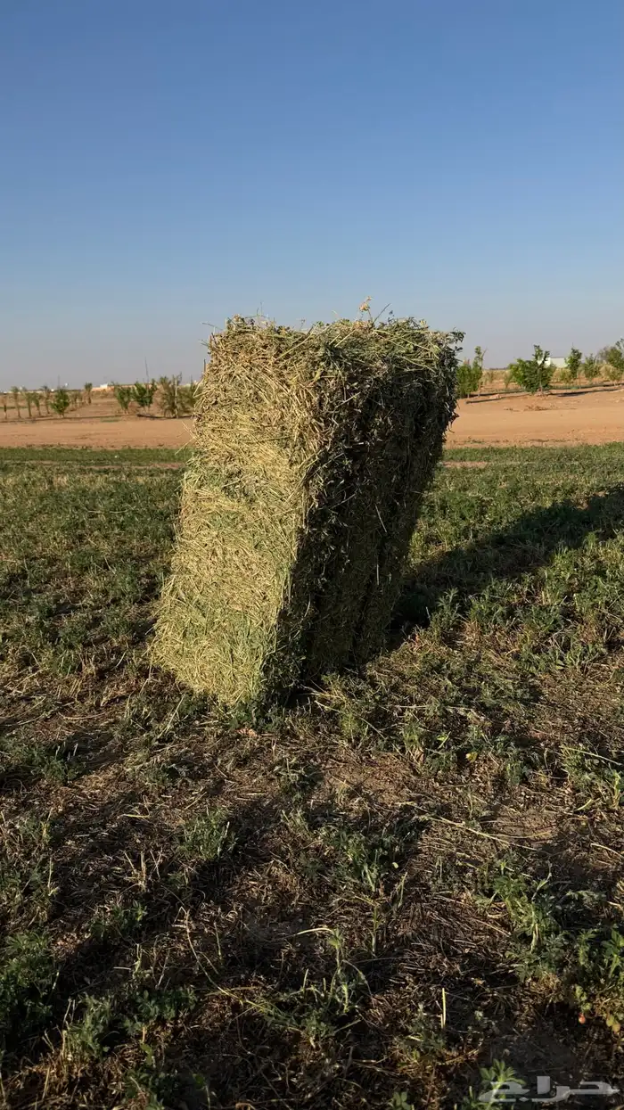 برسيم صافي وطيب العدد 2300 1