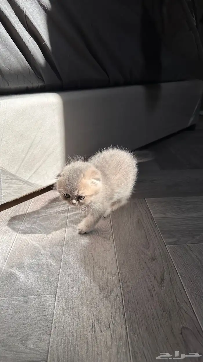 سكوتش فولد في غاية الجمال 1