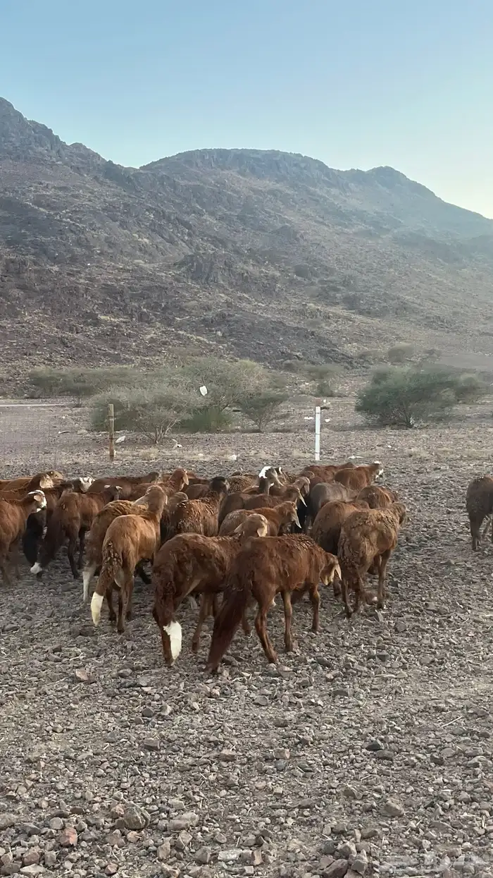 طليان سواكن حمري جادعان مرابى 14