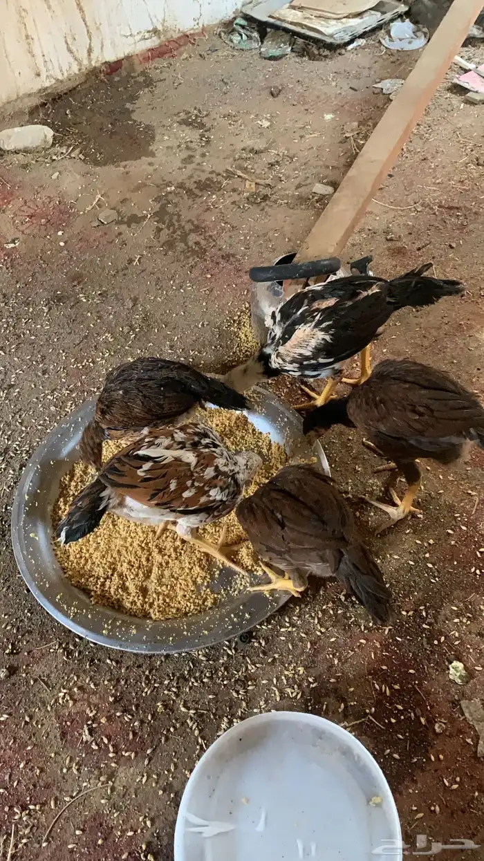 فروخ دجاج سندي بيور 0