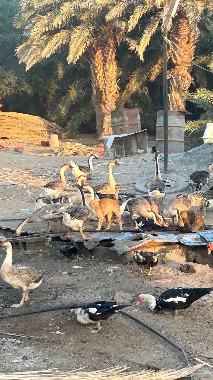 وز عراقي (كوبرا) 1