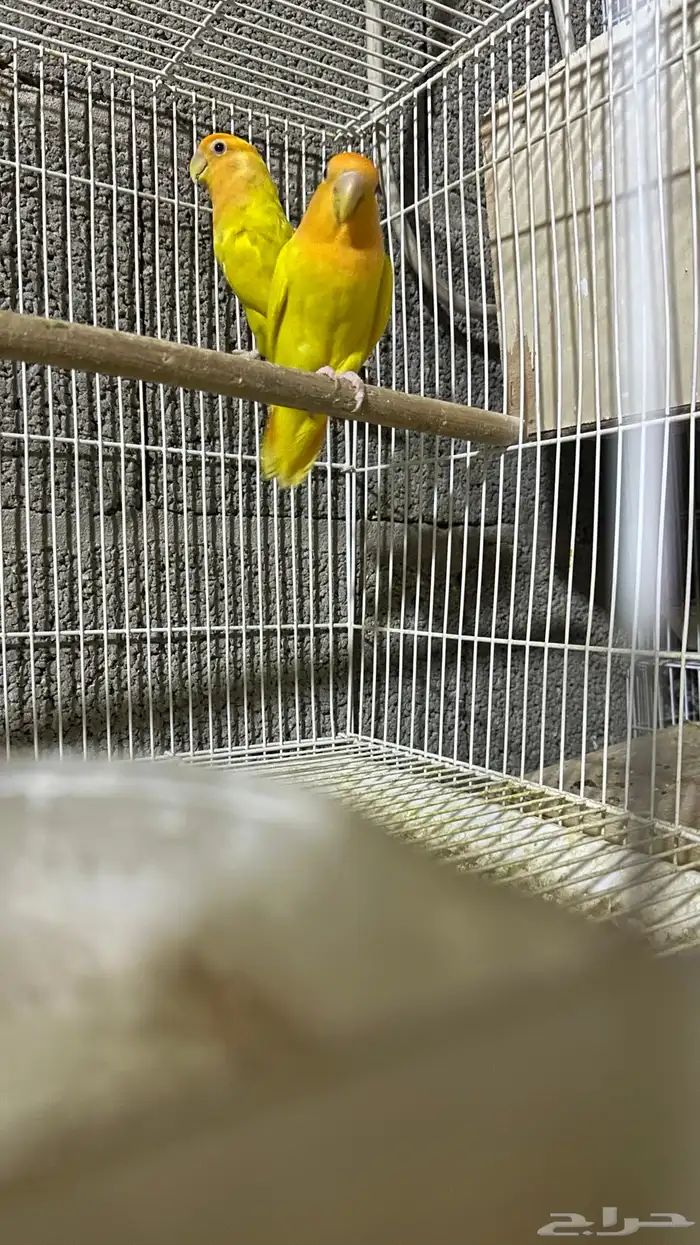 جوز روز لاتنتيو منتج شرط 0