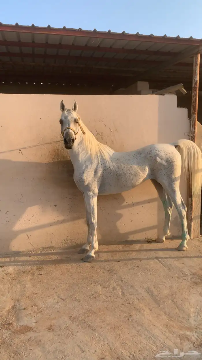 حصان واهو مصري بيور فاخر 3