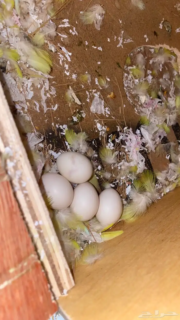 جوز روز منتج 2