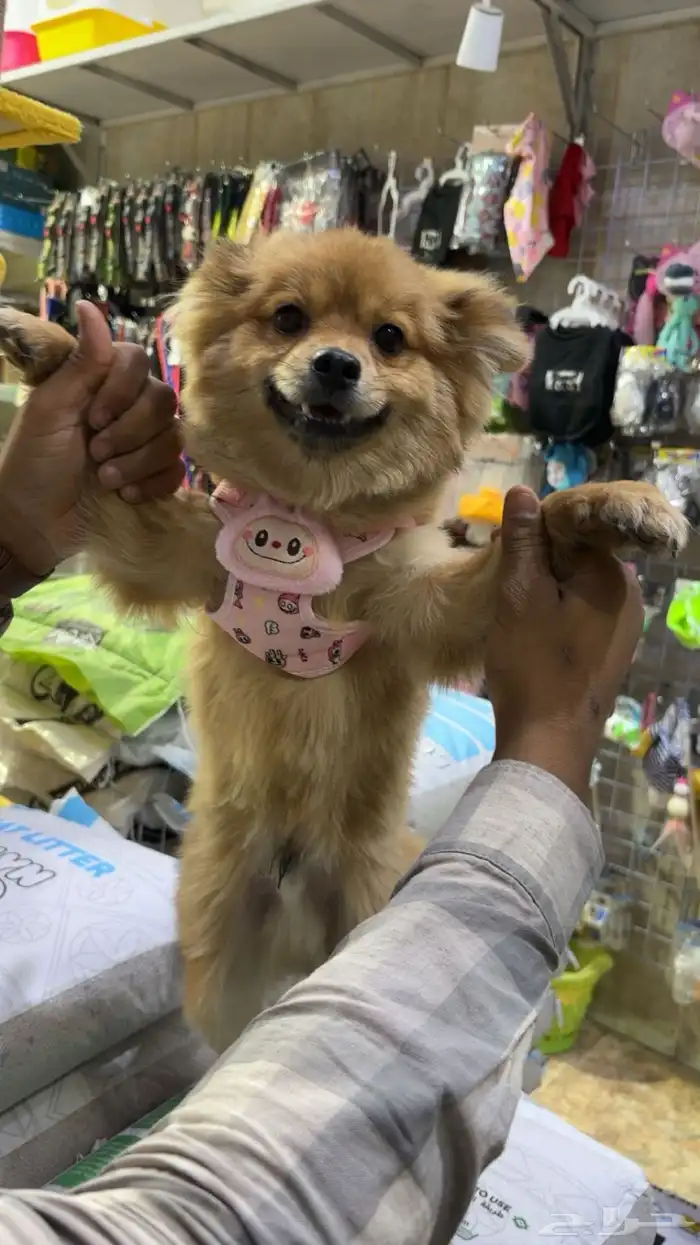 كلب بوبرمان 4