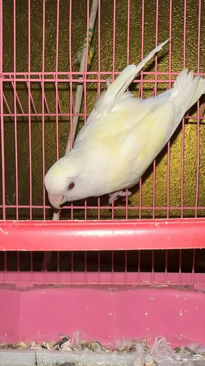 انثى روز منتجه 0