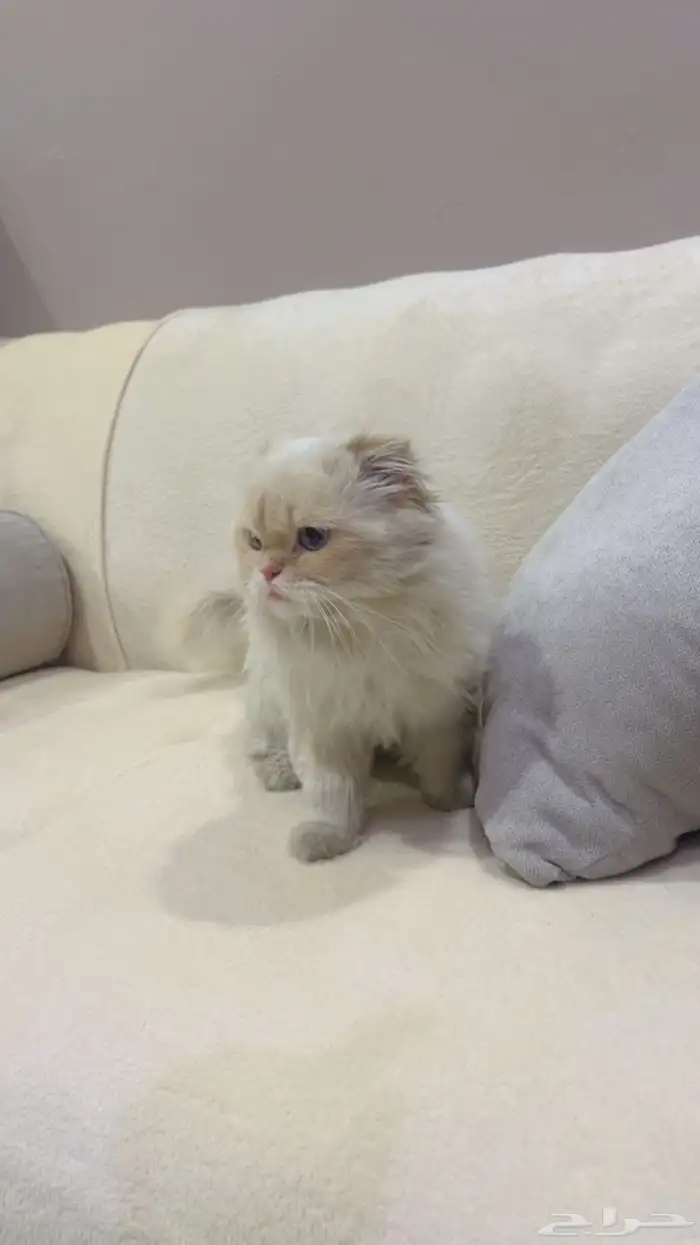 ذكر هملايا اورنج تزاوج 1