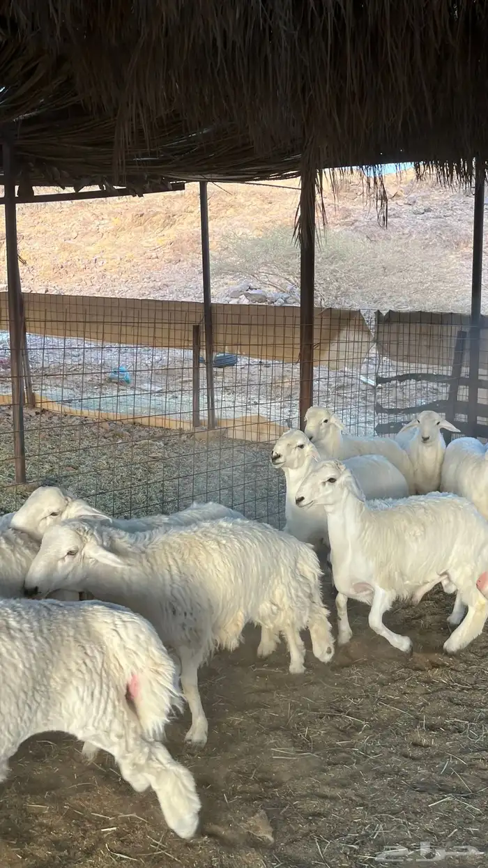 طليان حري ذبائح جادعان 26