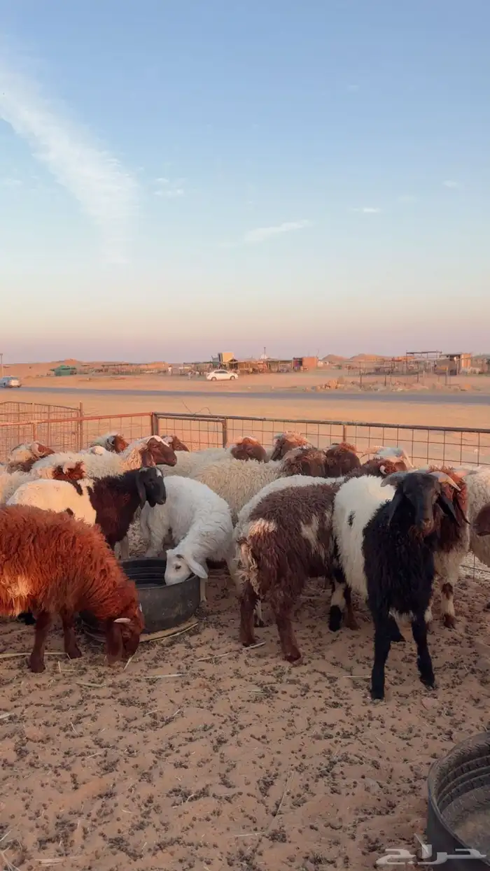 ذبائح تمارا و تابي ( بريدة) 1