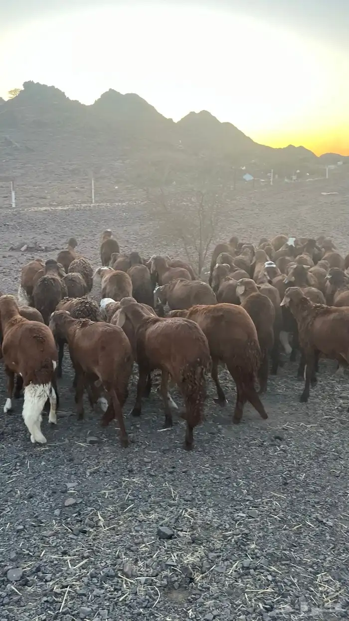 طليان سواكن حمري جادعان مرابى 10