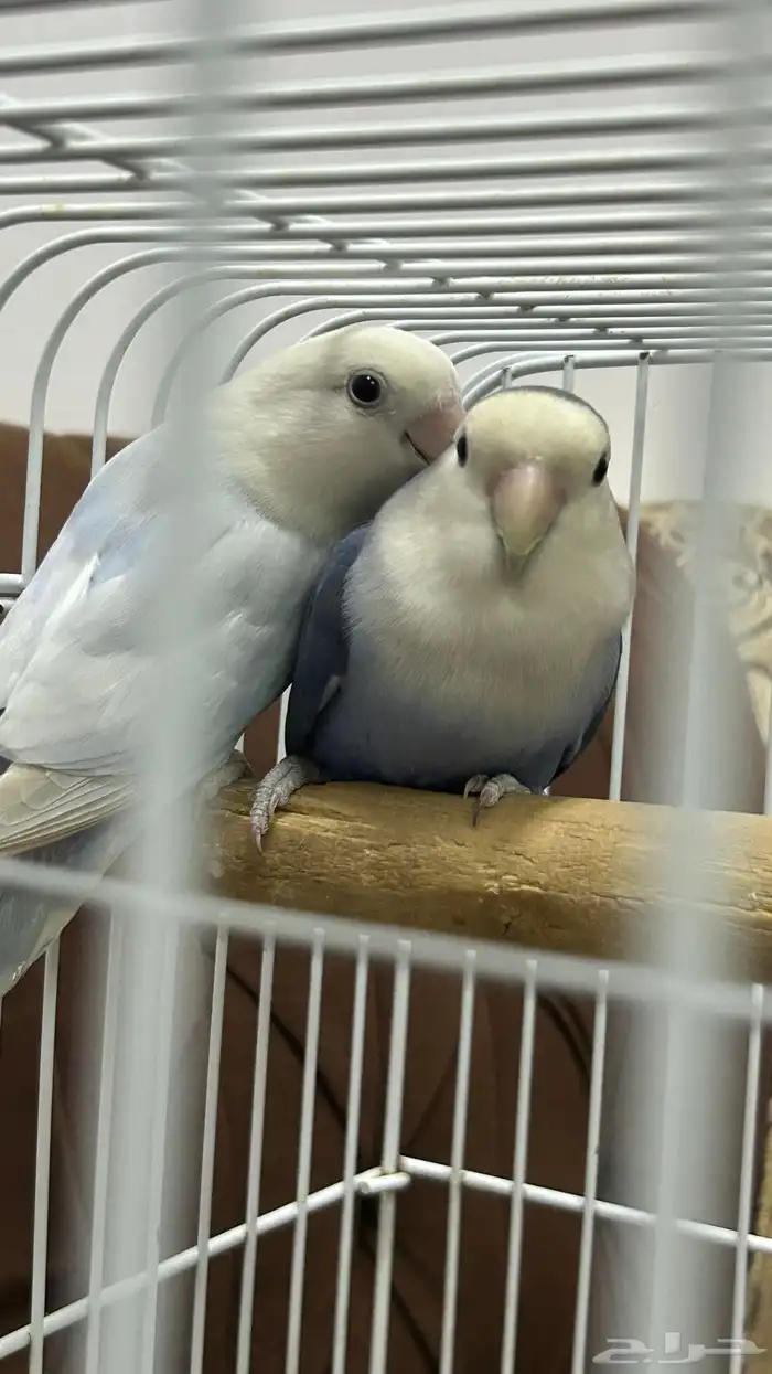 زوجين روز للبيع 2