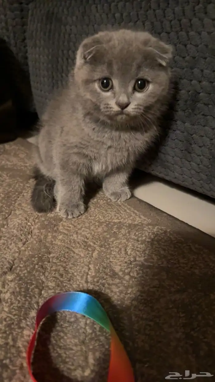 قطط للبيع 4