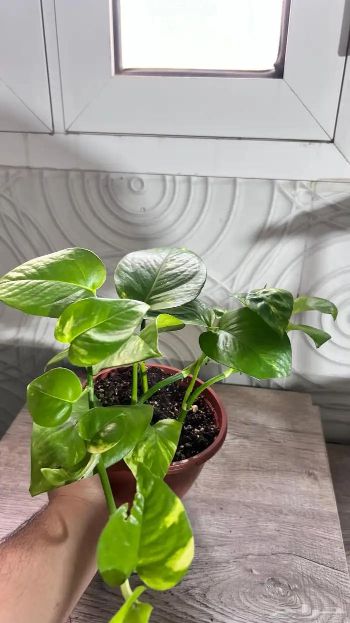 نباتات داخلية للبيع 20