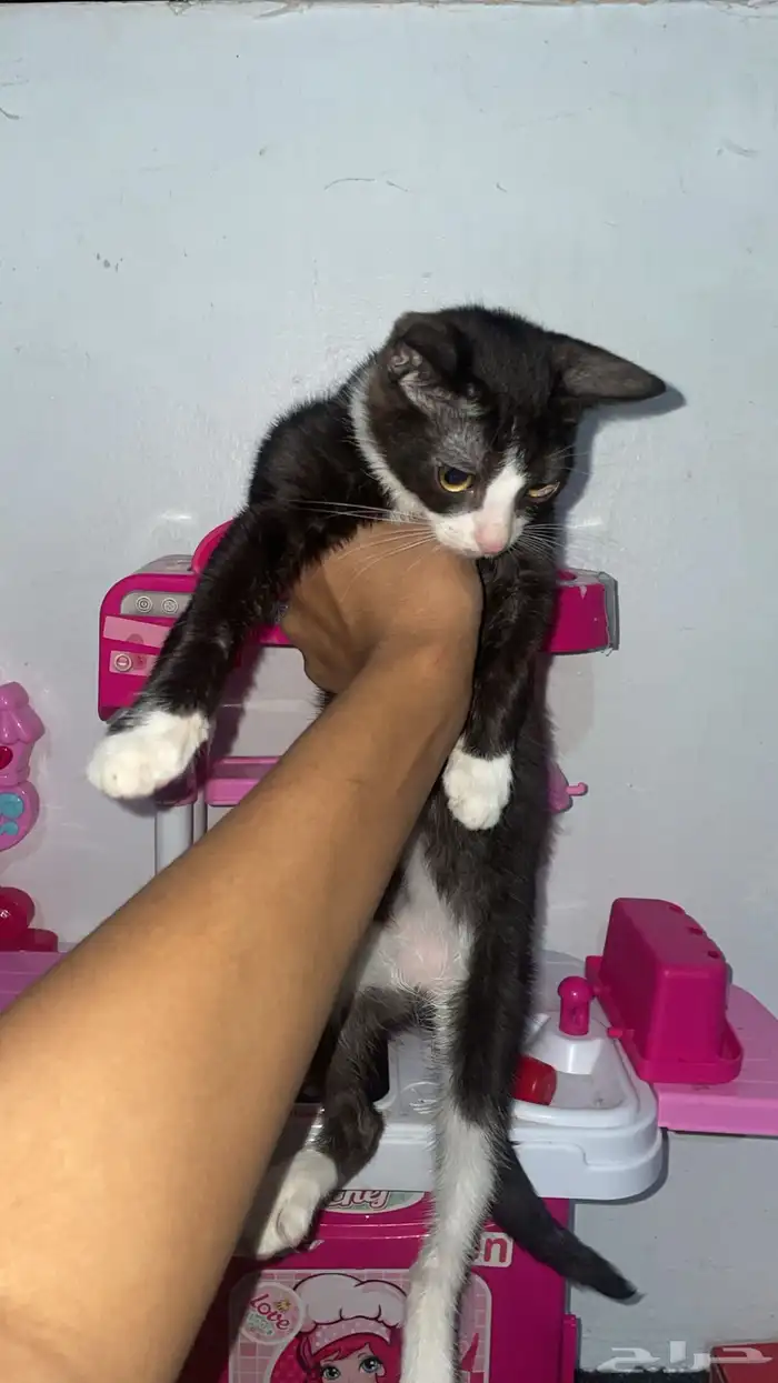 قطط للتبني 1