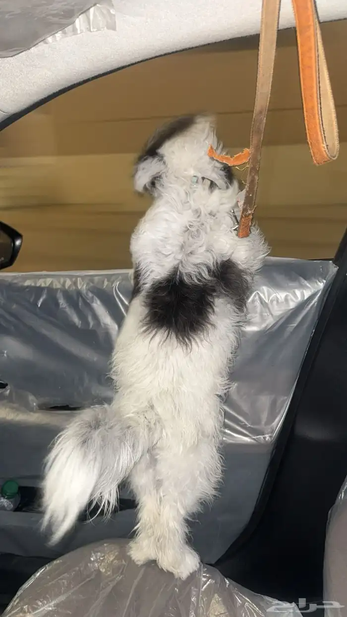 كلب للبيع اي سوم تجي علطول ببيع 3