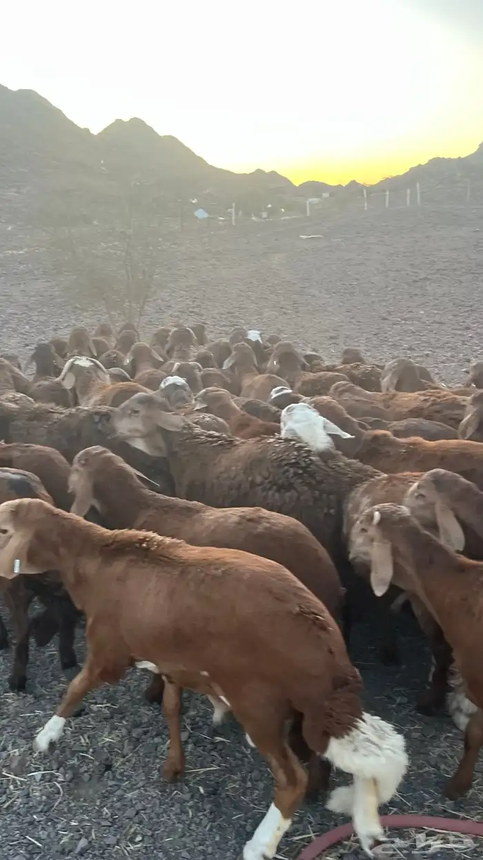 طليان سواكن حمري جادعان مرابى 7