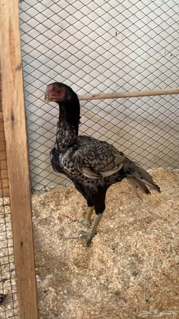 طقم اذناب الهند 3