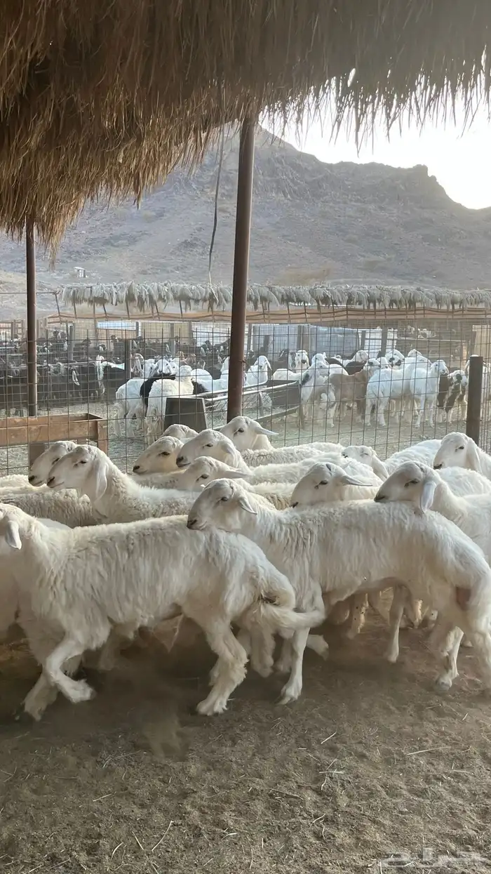 طليان حري ذبائح جادعان 20