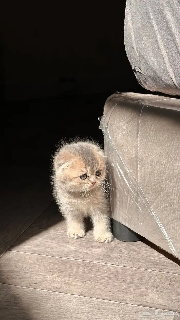 سكوتش فولد في غاية الجمال 4