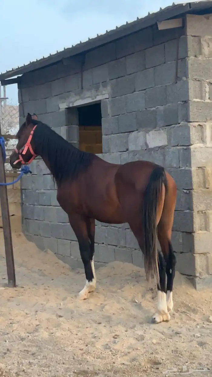 حصان عربي باوراق 1