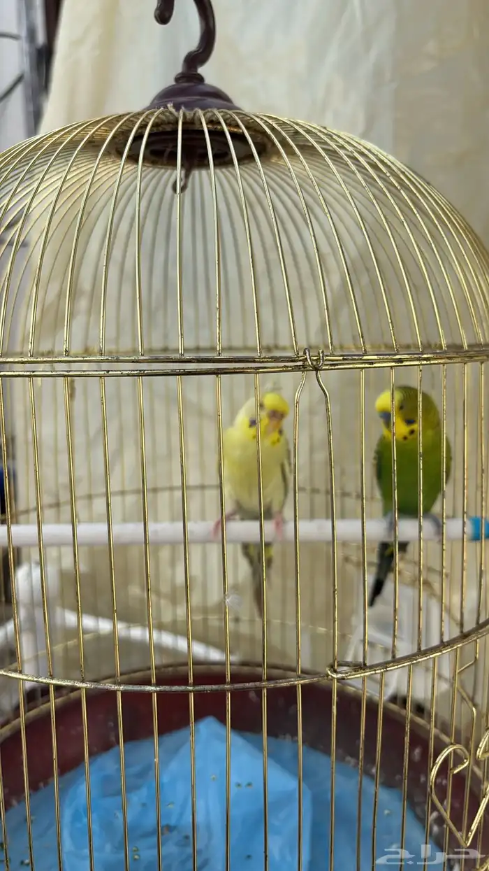 فرصه بيع جميله 4بادجي وزوج كروان تركيب جديد 3