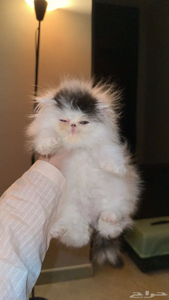 بيرشن فان بيكي فيس للبيع 3