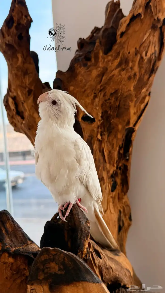 كروان البينو اليف وهدد داخلي ماشاءالله 3