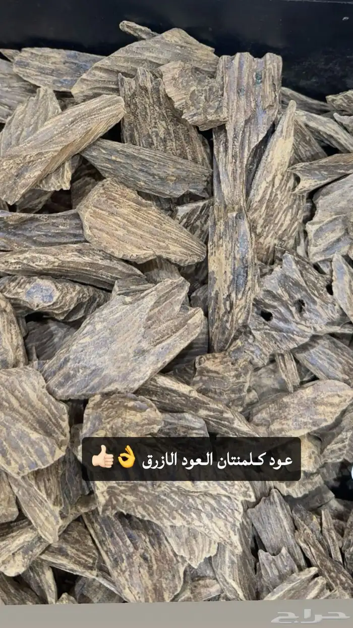 عود كفو وبطل 1