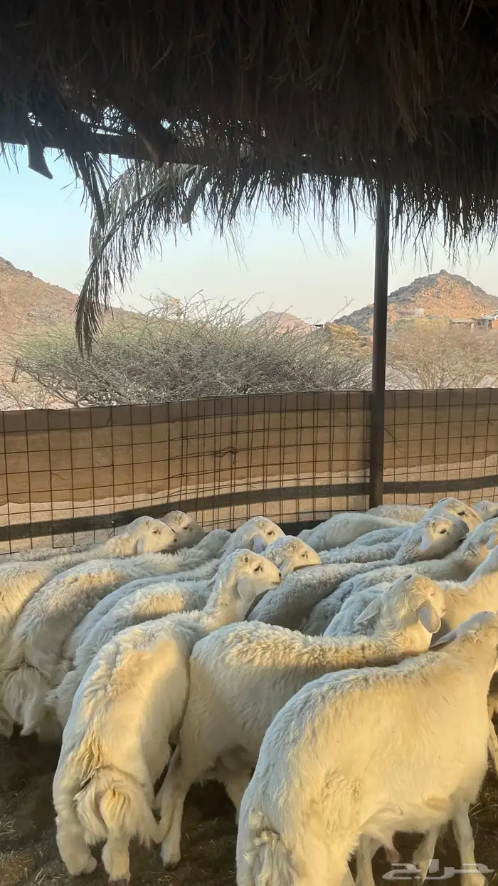 طليان حري ذبائح جادعان 1