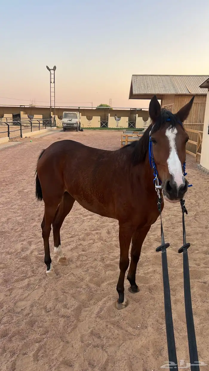 فرس حمراء للبيع 2
