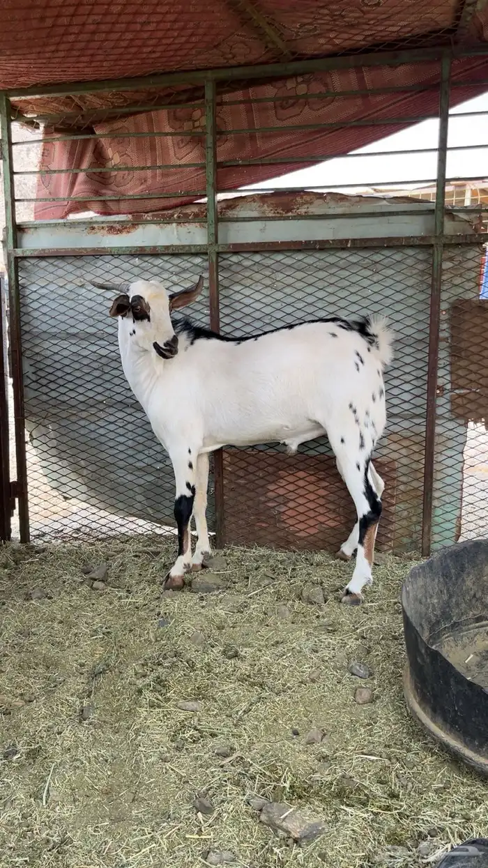 تبس بيشي صنف 0