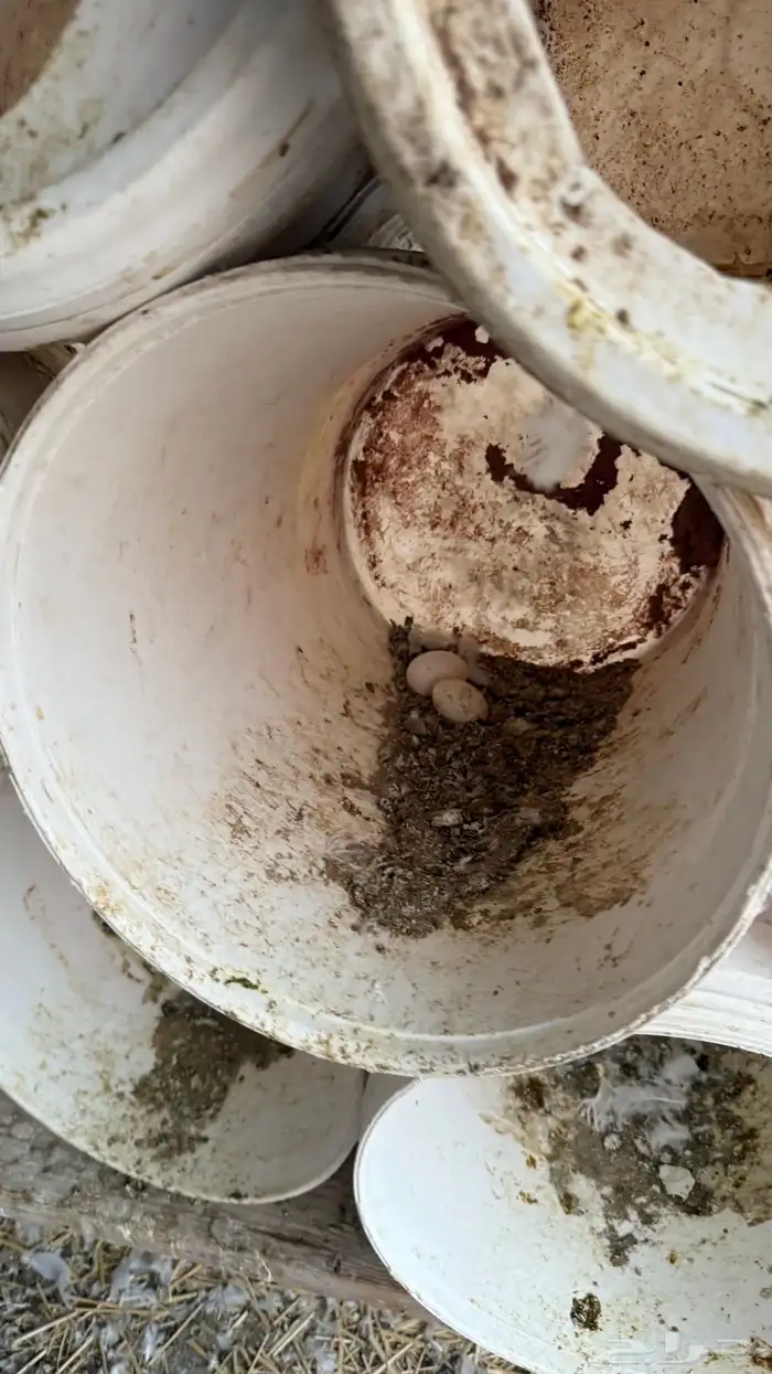 حمام فرنسي فاخررر ومنتج 11