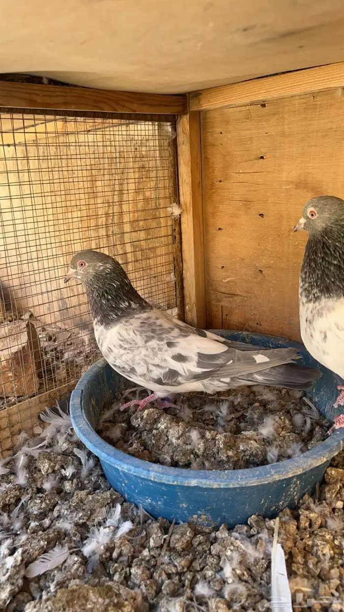 حمام باكستاني 1