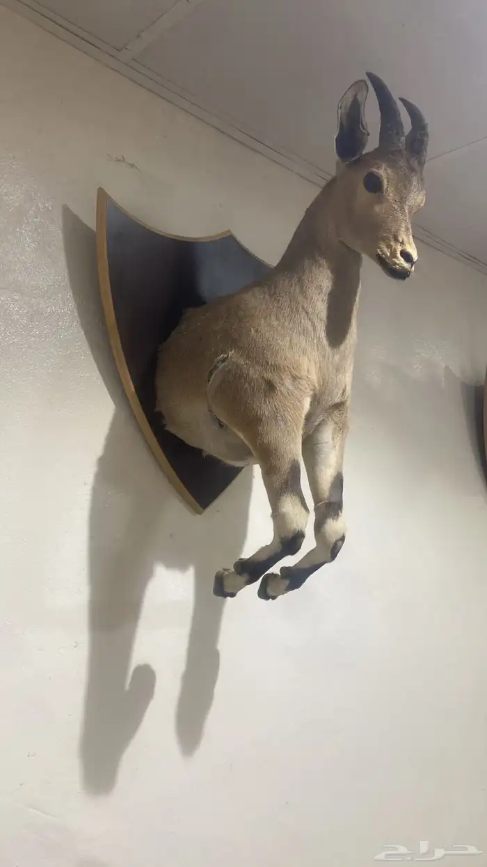 غزالان للبيع 1