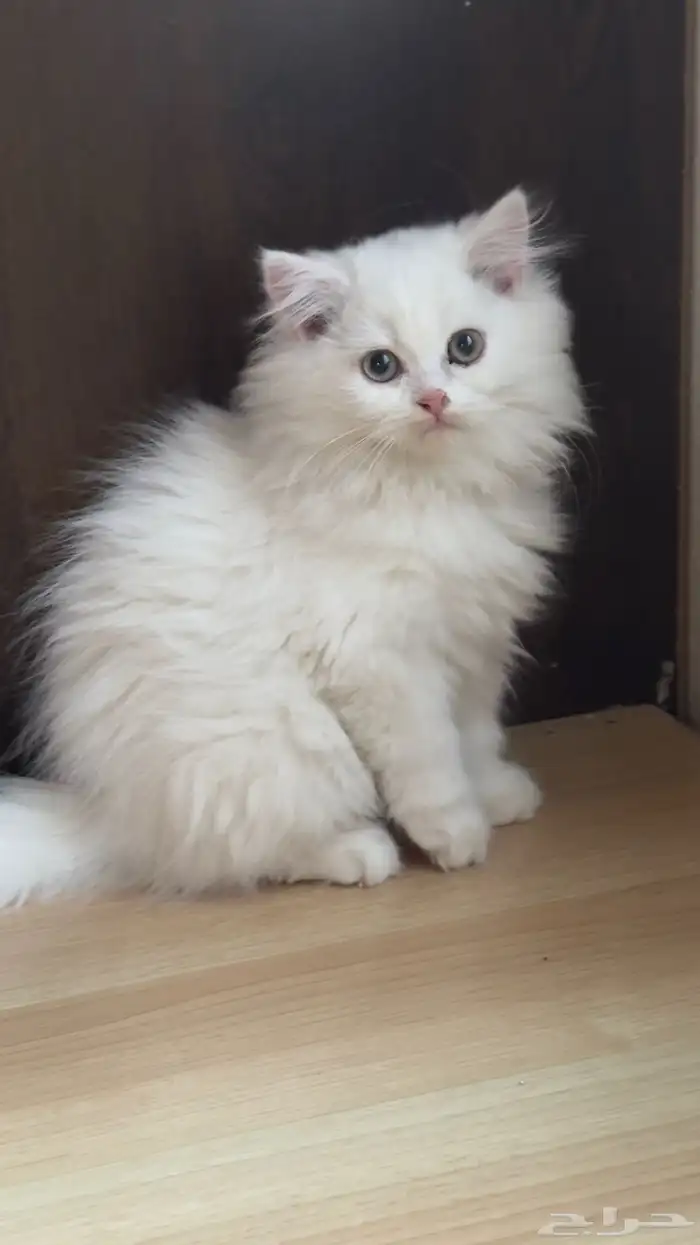 قط ذكر للبيع 0