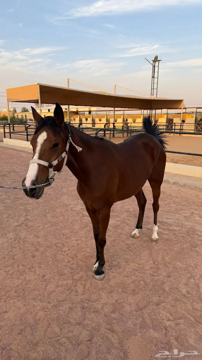 فرس حمراء للبيع 6
