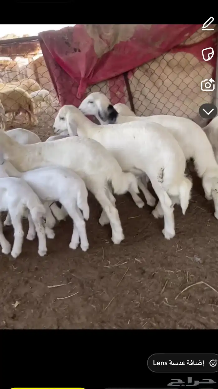 بهم حري لباني 0