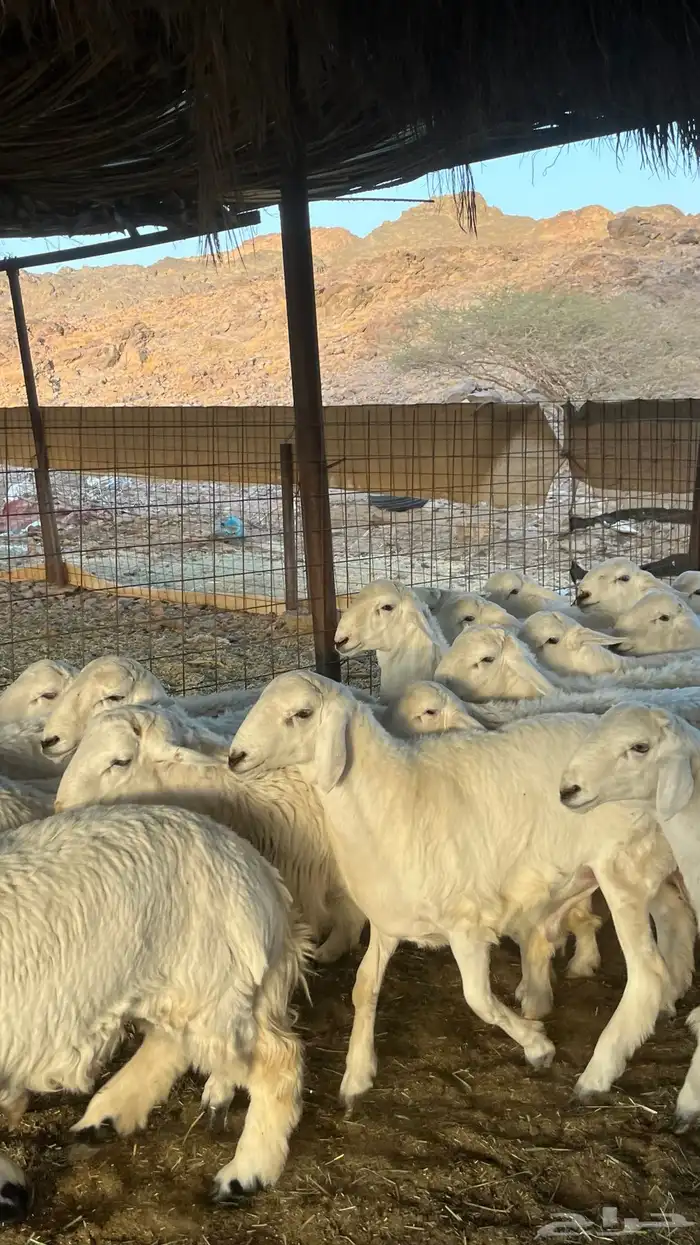 طليان حري ذبائح جادعان 28