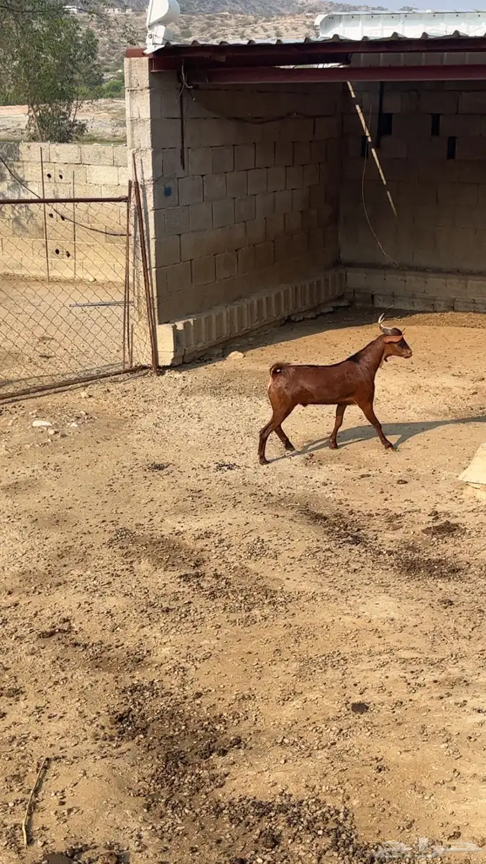 تيس ادهم مخصي فل شحم 4