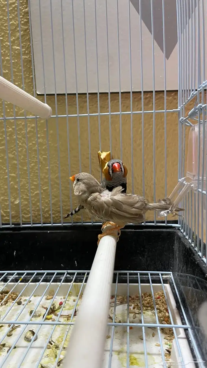 جوز زيبرا تحته بيض 2